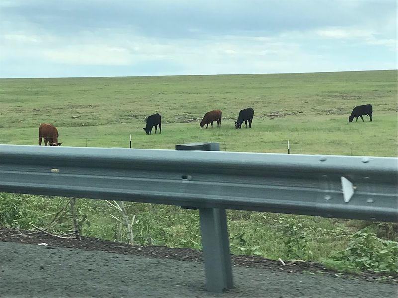 Ranching Traditions Preserved Across Generations