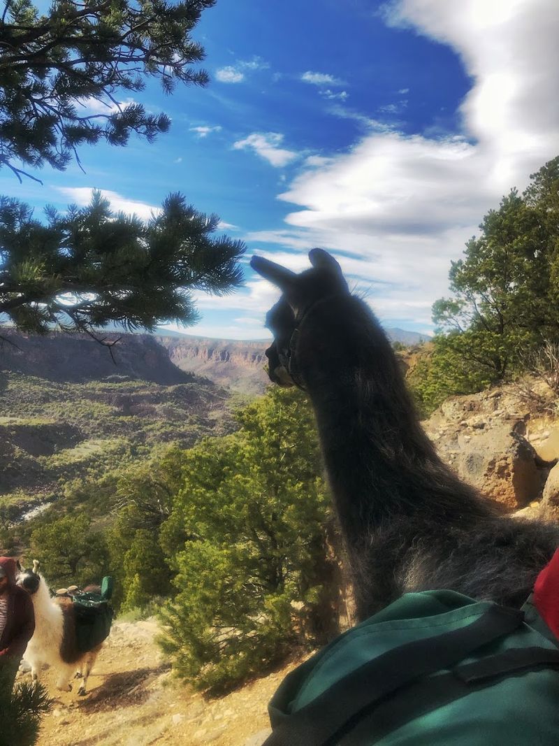 Gentle Llamas And Mountain Views