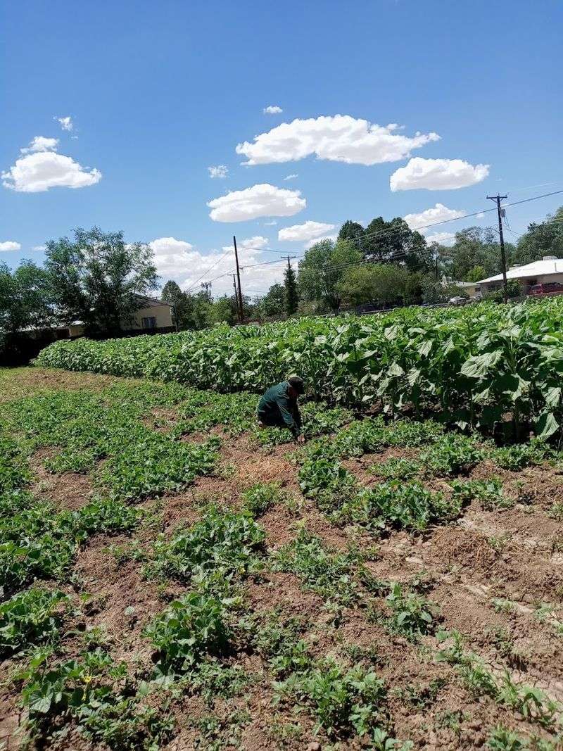 Green Chile Fields Stretch Beneath Wide Valley Skies
