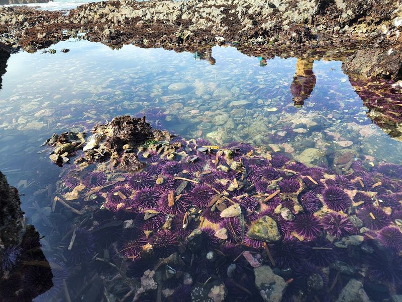 Tide Pool Life Up Close