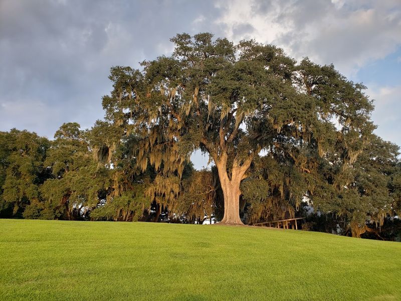 The Otherworldly Trees, Live Oaks And Grover Cleveland Oak