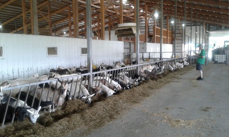 Ayers Brook Goat Dairy