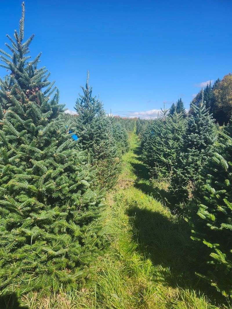 The Christmas Tree Maze That Adds A Playful Twist