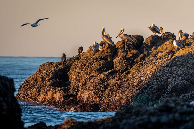 Seabirds By The Thousands