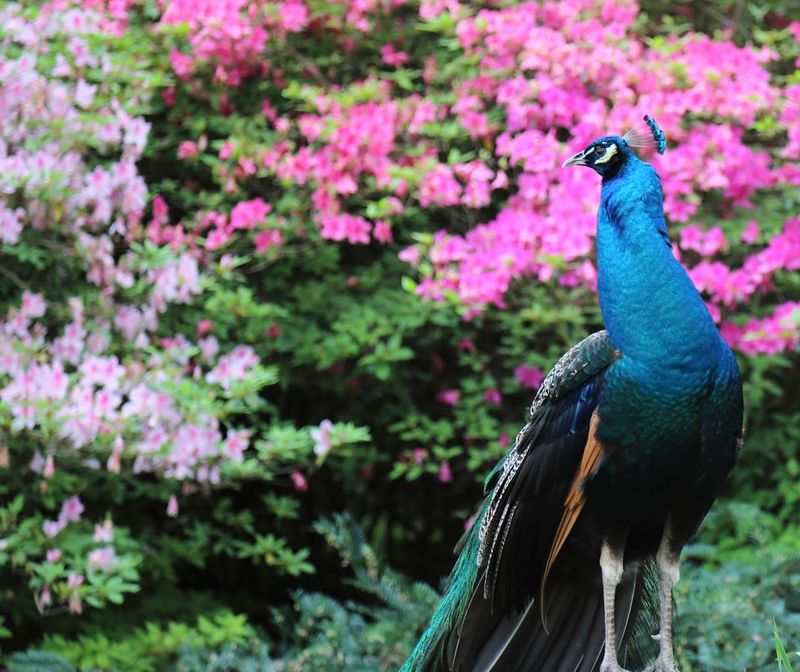 Rip’s Rookery, Birdwatching And Peacocks