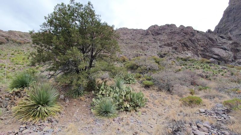 Rocky Slopes And Desert Plants