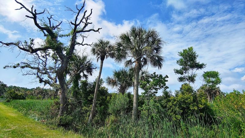 Bulls Island Wild Side