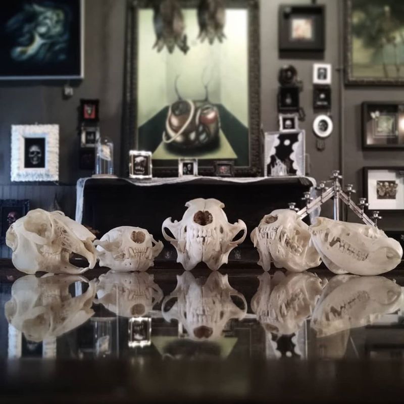 Ethical Taxidermy And Sourcing