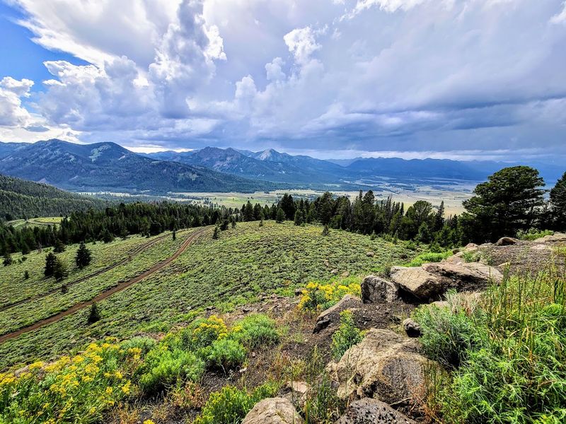 Practical Tips For Visiting During Peak Bloom