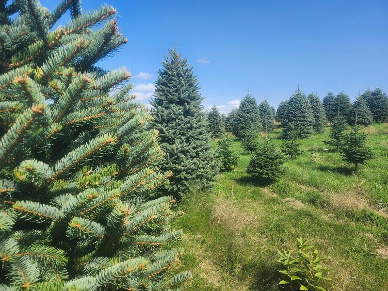 A Century Of Family Roots Behind Every Tree