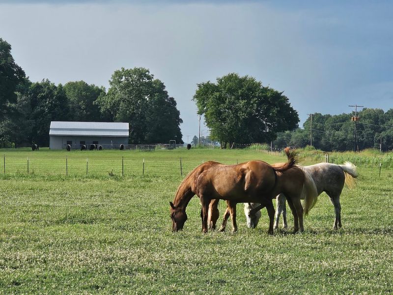 Quarter Horses And Gravel Lots Make The Best First Impressions