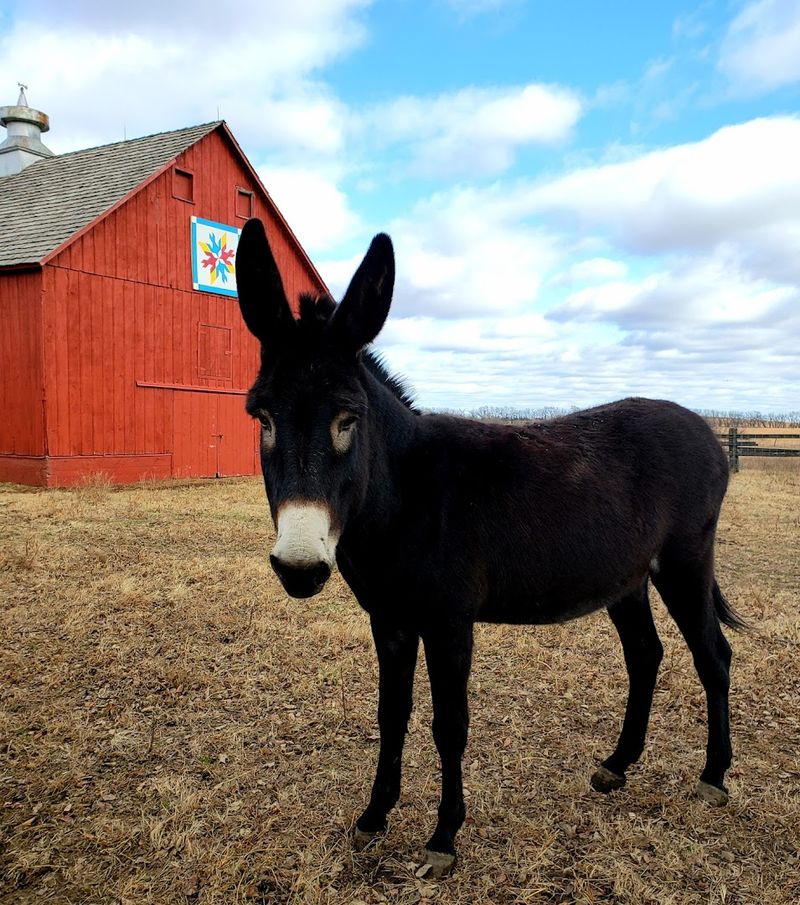 The Donkeys: Unexpected Stars Of The Property