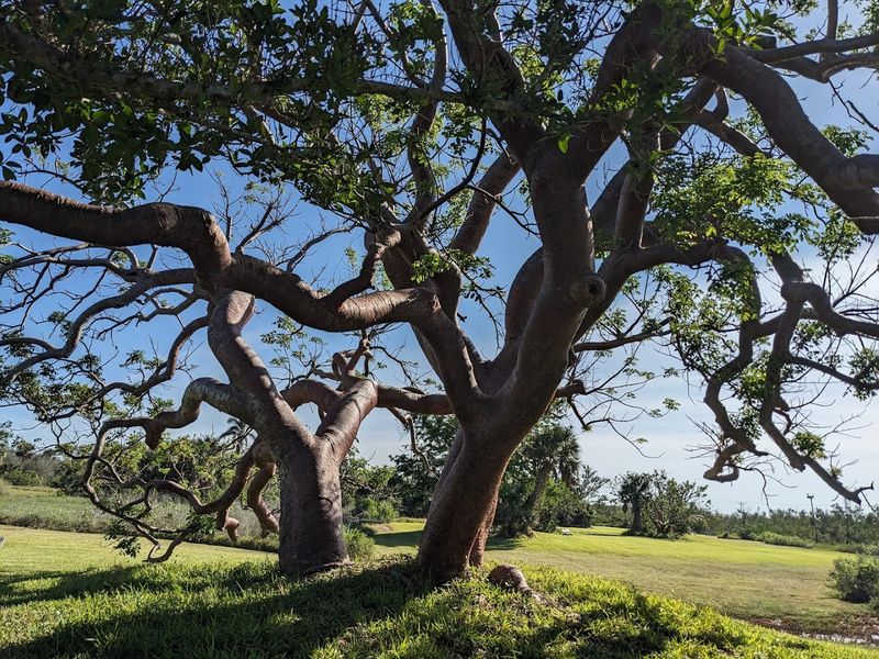 Shell Mounds And Ancient Roots