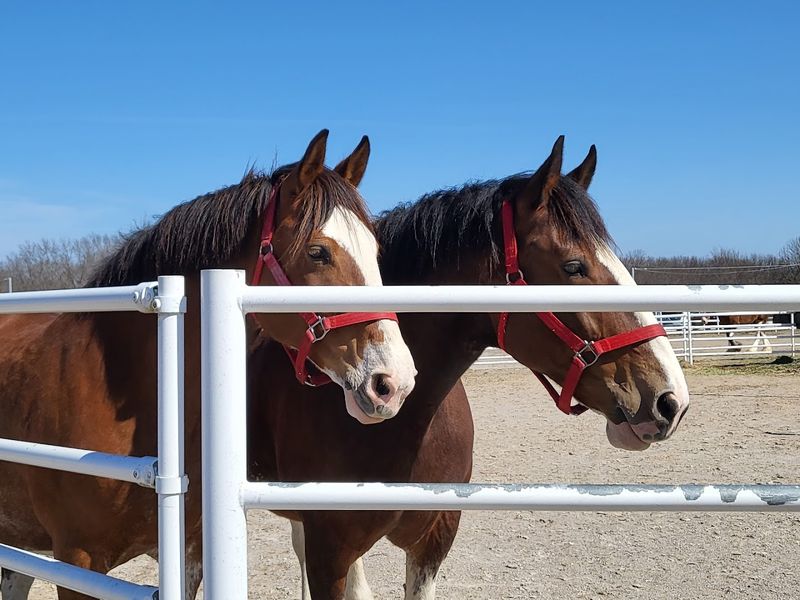 Meet The Famous Clydesdales
