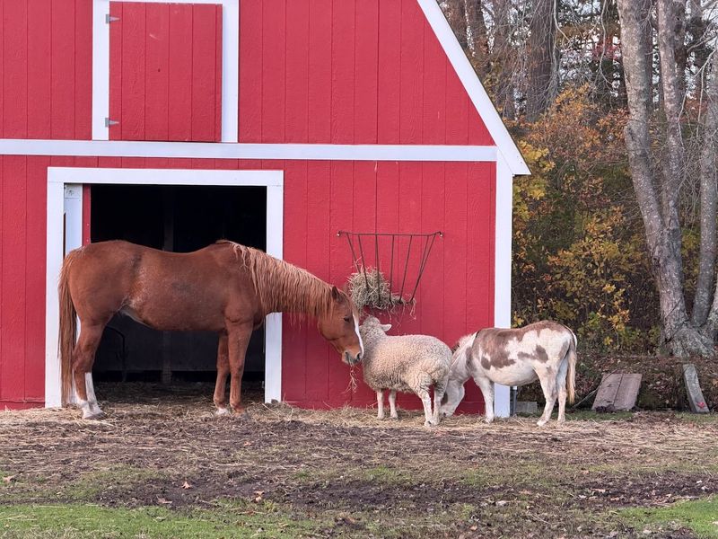 Mini Farm Animals On The Property Are A Genuine Surprise
