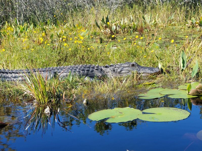 Alligators Everywhere You Look
