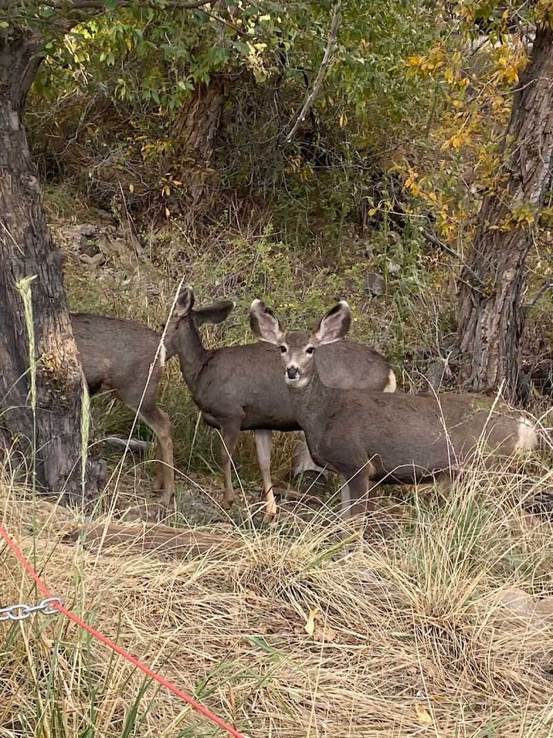 Wildlife That Shows Up Without An Invitation