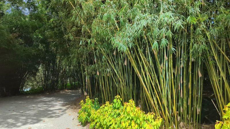 Semi-Tropical Plantings, Bamboo And Asian Influences