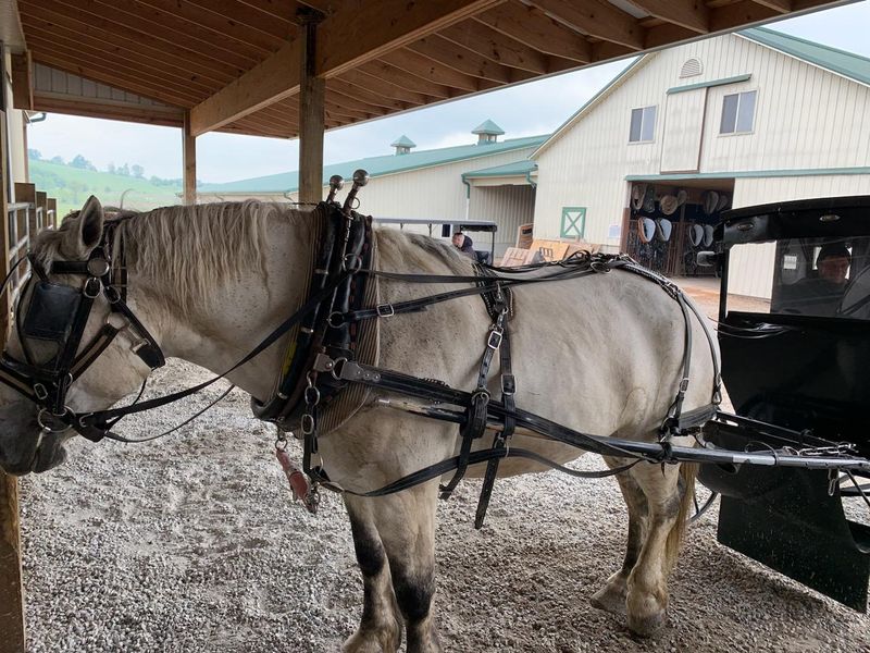 Horse-Drawn Buggy Rides Through Amish Country