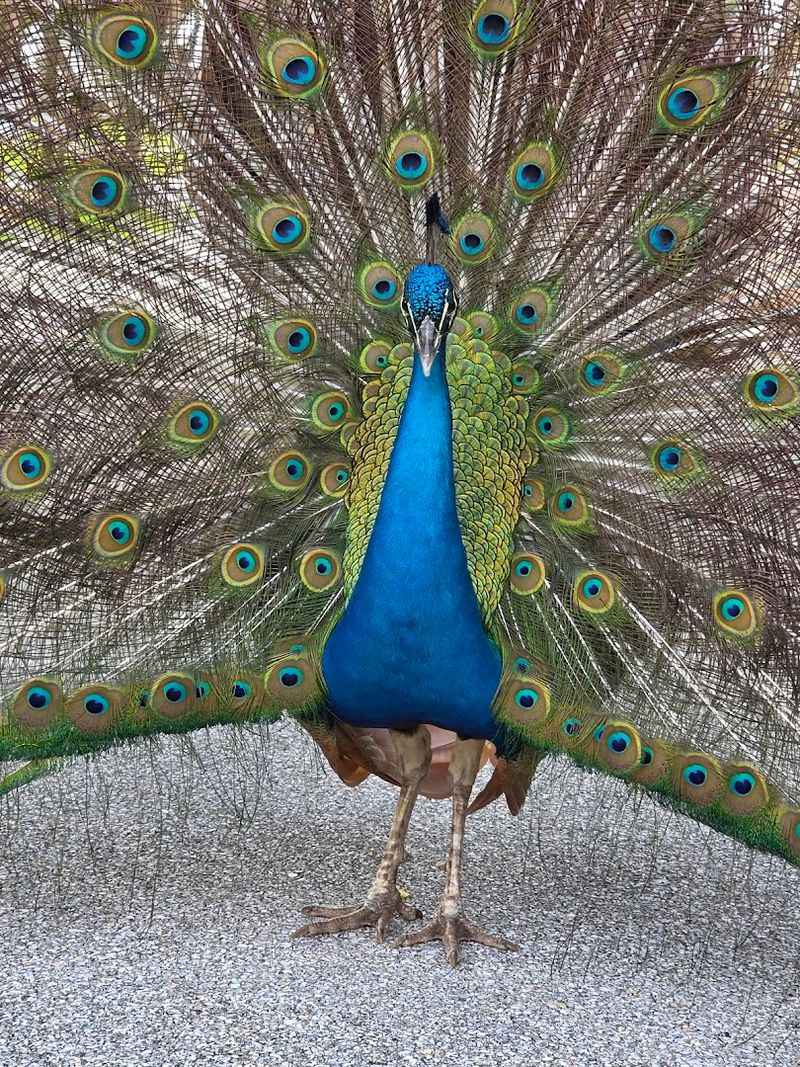 Peacocks, Peanuts, And Pure Unexpected Joy
