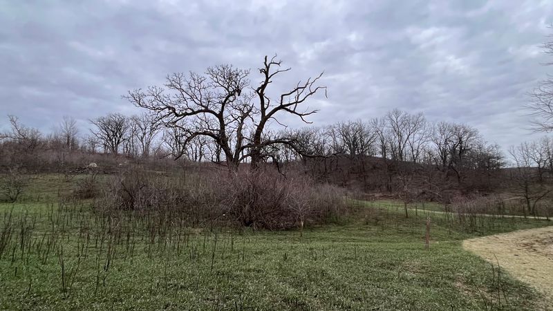 Wildlife, Sounds, and the Unexpected Quiet