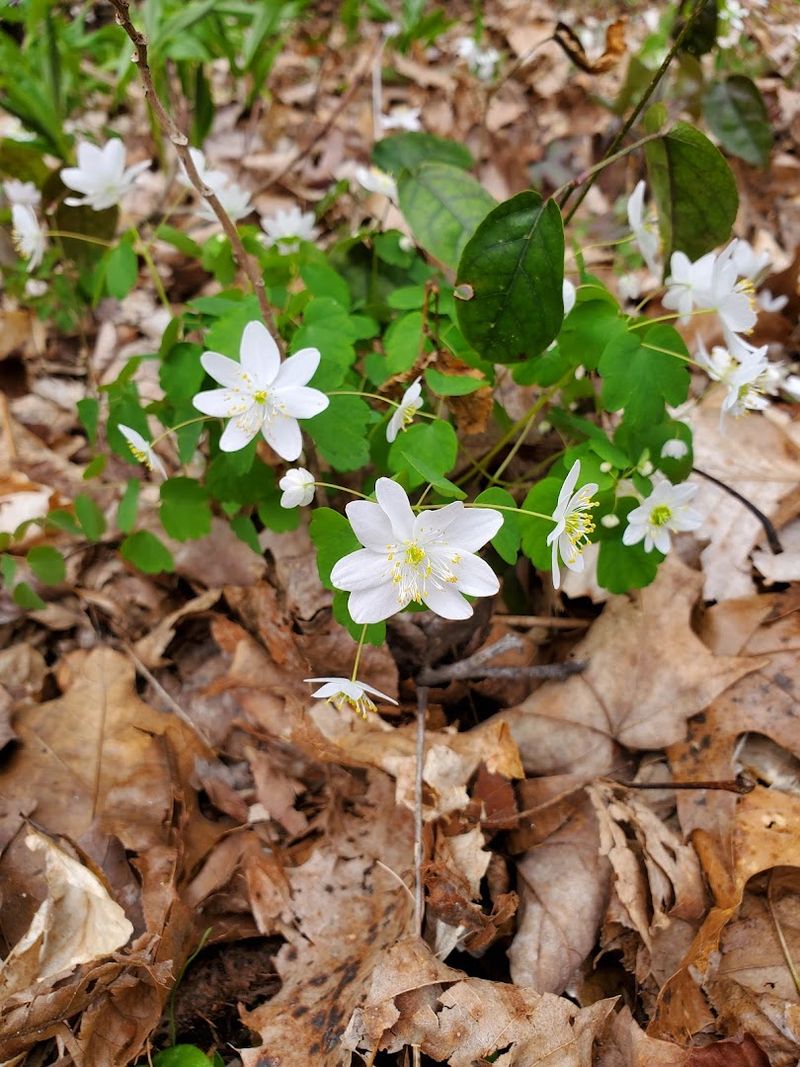 Wildflowers And Forest