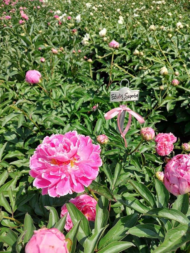 Photographing the Blooms
