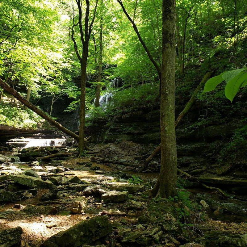 Wildlife, Wildflowers, And What Grows Here
