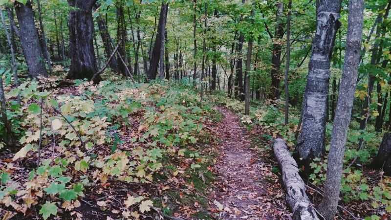 The Trails Through the Forest