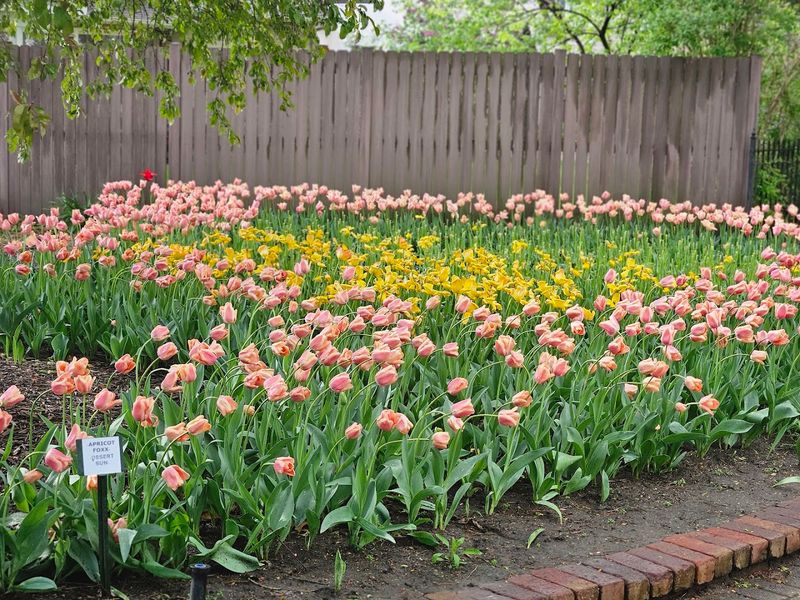 Tulip Time Every May