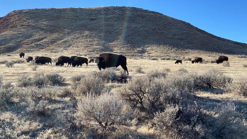 Bison Roaming Right Through The Park
