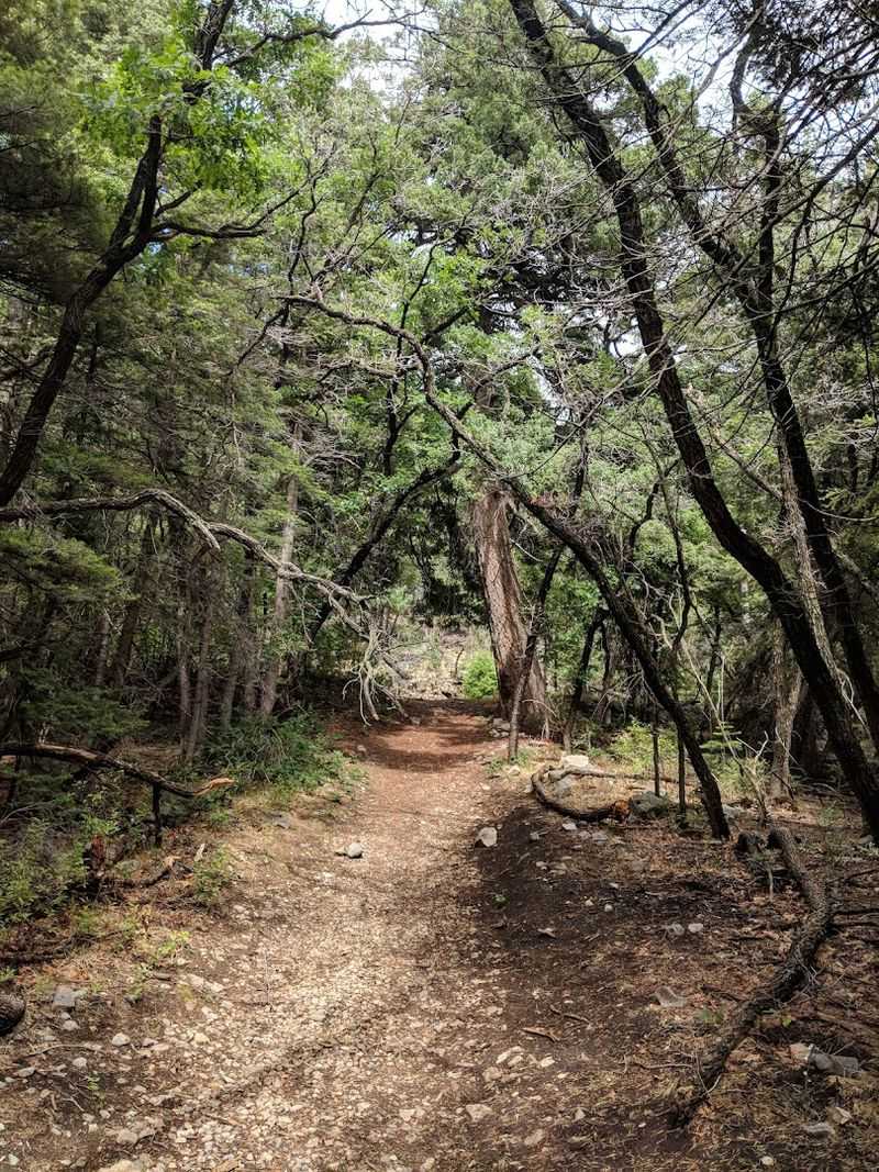 A Forest Path With Vintage Charm