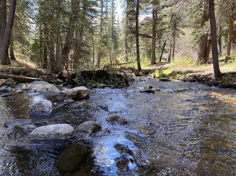 A Creekside Canyon Wrapped In Pines