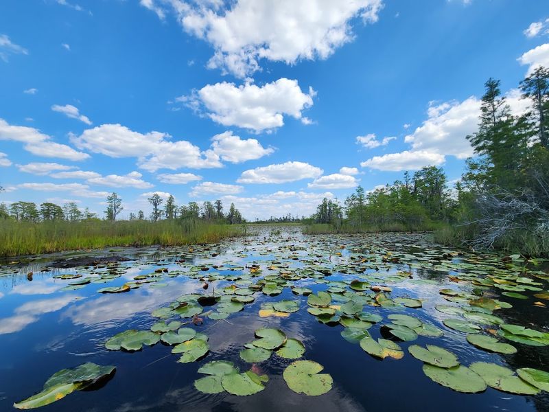 The Okefenokee Swamp Awaits