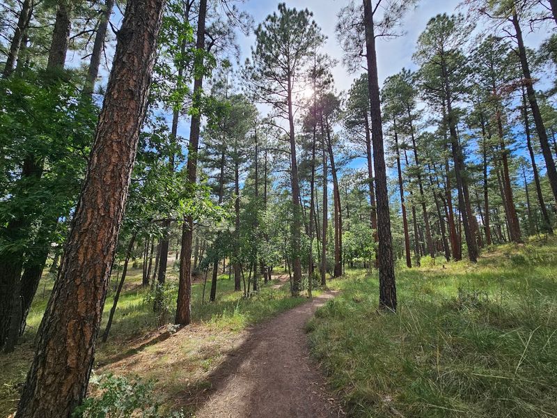 Pine Forest Trails And Quiet Views