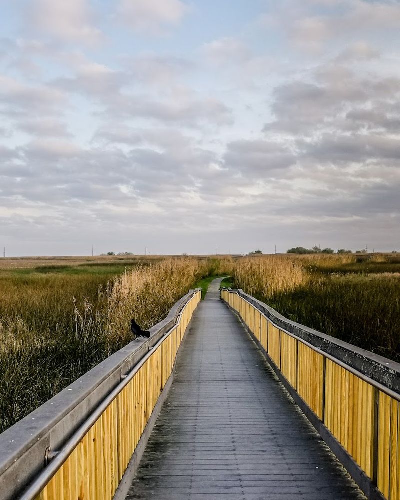 Vibe Of The Marsh