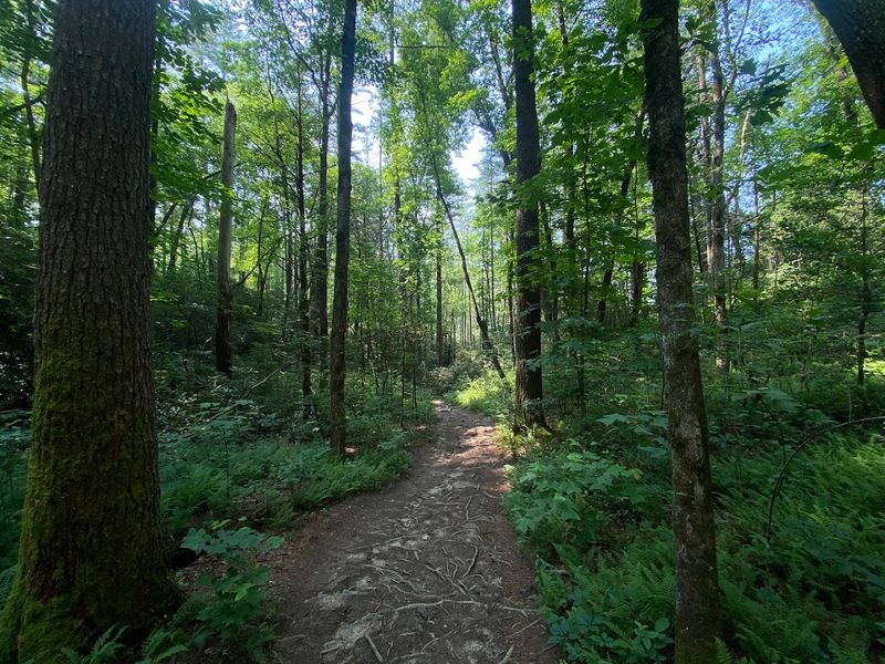 The Trail That Surprises