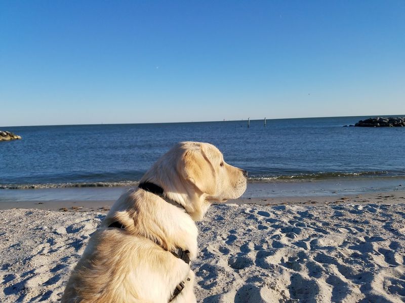 Why Dog Owners Are Quietly Obsessed With This Place