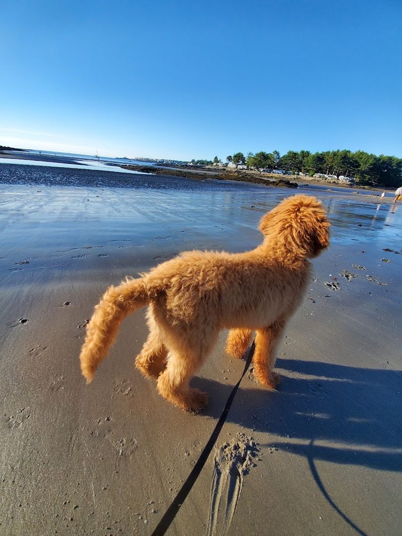 Cape Neddick Beach