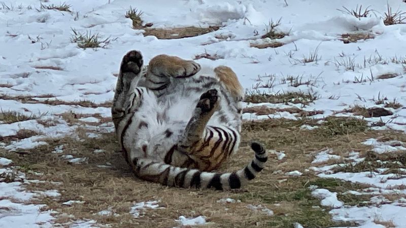 Olivia the Tiger and Other Resident Personalities