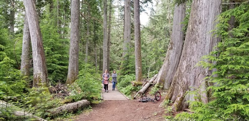 Ancient Cedars Still Standing