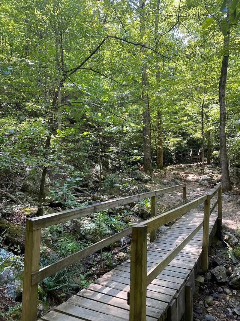 Wildlife, Deer, And The Occasional Surprise On The Path