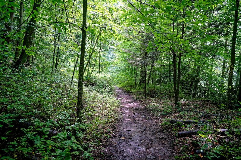 The Trail Going Down