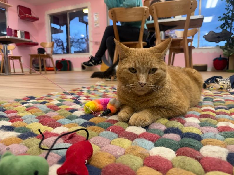The Cat Lounge Experience At The House Cat