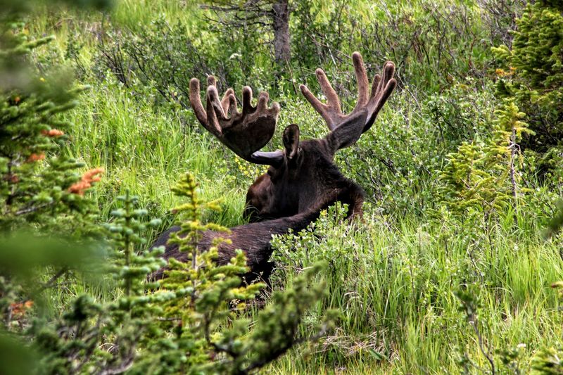 Wildlife That Keeps Showing Up