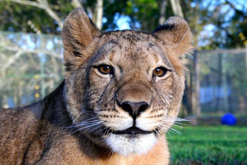 The Incredible Variety Of Felines Living Here