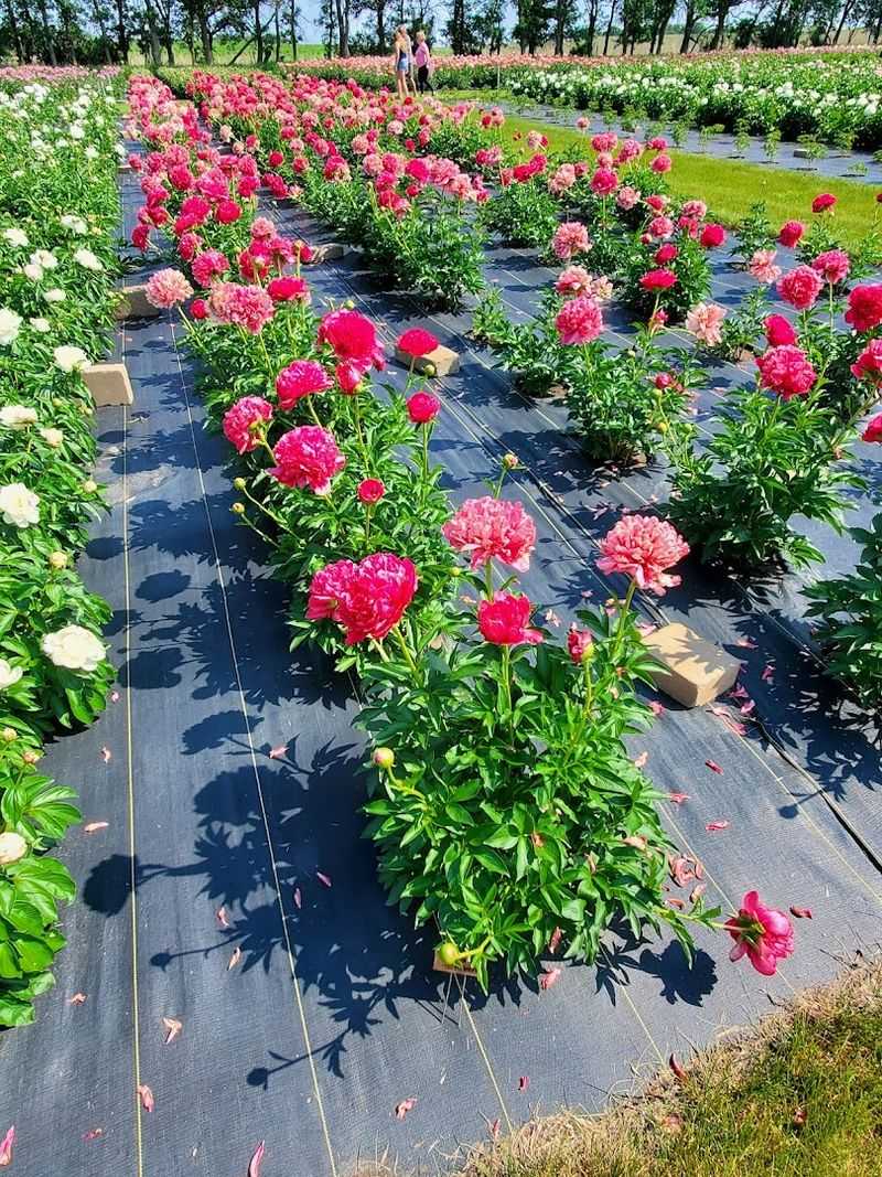 Meeting the People who Care for the Plants