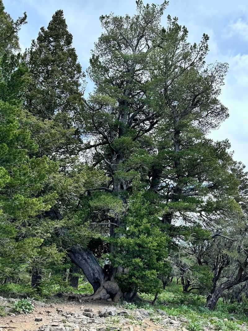 The Wildlife Factor: What the Trail Quietly Delivers