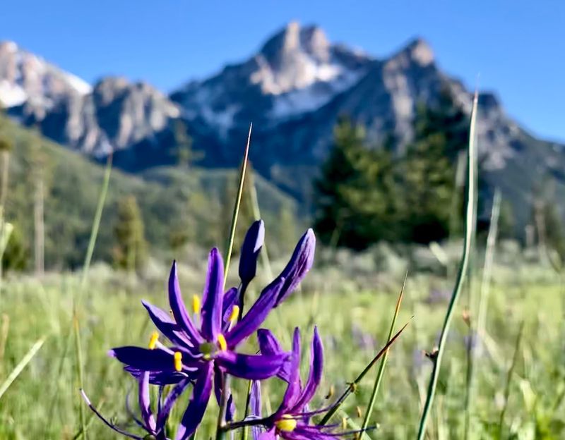 The Wildflowers That Show Up Every Year