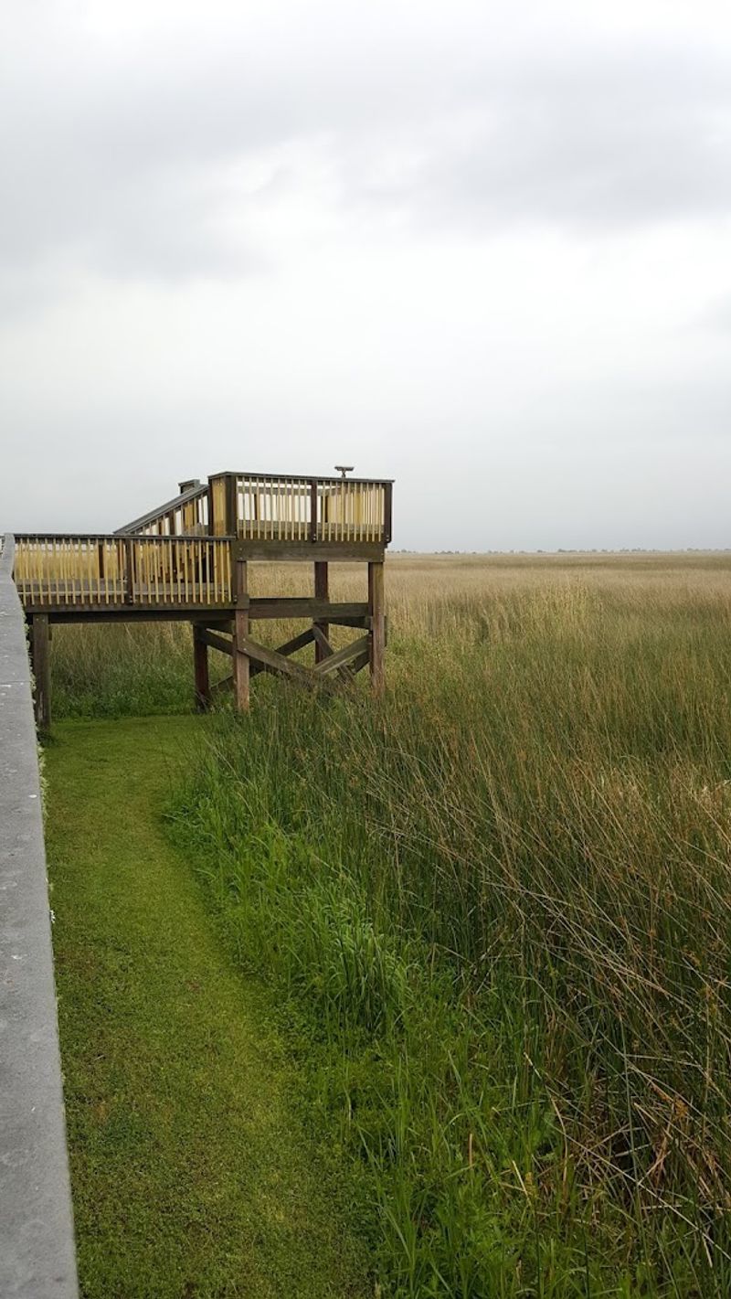 Observation Tower Views